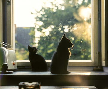 two cat near window reflect light inside the house thumbnail