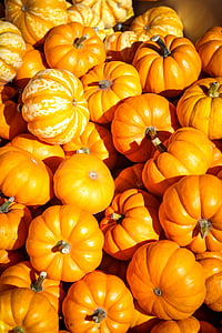 bunch of pumpkin photo thumbnail