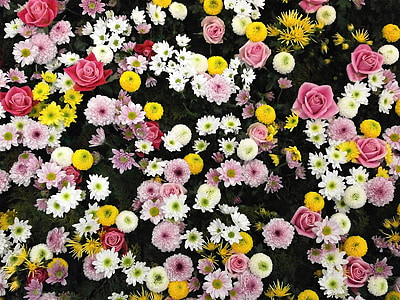 pink, yellow, and white petaled flowers thumbnail