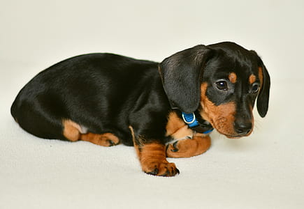black and tan dachshund puppy thumbnail