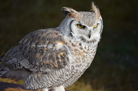 gray and white owl thumbnail