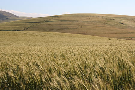 landscape, field, countryside, hill thumbnail