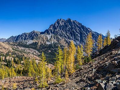 green leafed tree on mountain thumbnail