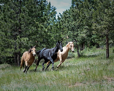 three horses galloping during daytime thumbnail