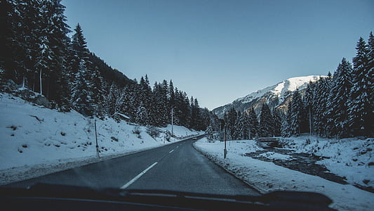 windshield displaying concrete road between pine trees thumbnail