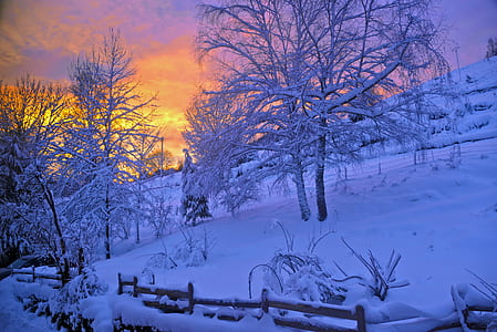 snow-covered tree during winter thumbnail
