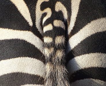 white and black zebra print textile thumbnail