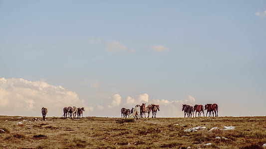 group of horses on green grass field thumbnail