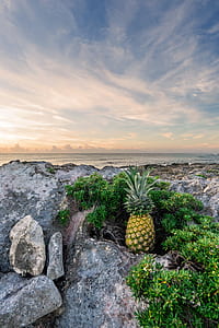yellow pineapple fruit placed near shoreline thumbnail