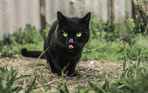 black bombay cat on green grass field at daytime thumbnail