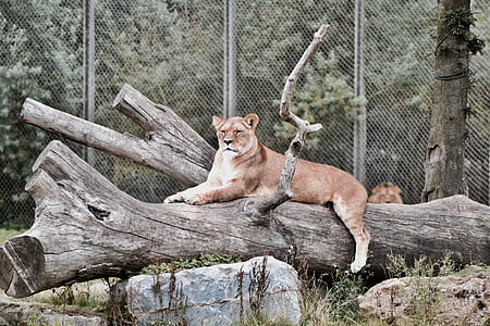 brown lion sitting on log outdoors thumbnail