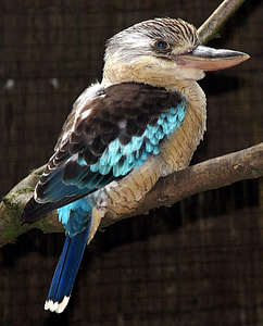 blue and gray long beck bird perch in tree branch thumbnail
