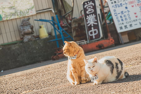 two orange and white cats on road at daytime thumbnail