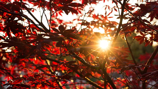 silhouette photography red leafed trees thumbnail