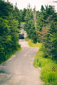 road, nature, forest, path thumbnail