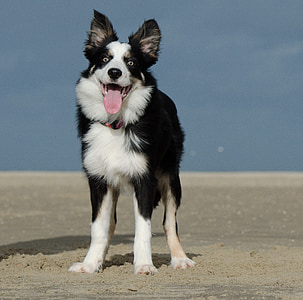 border collie standing on sand thumbnail