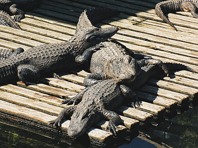 three gray crocodiles on dock thumbnail