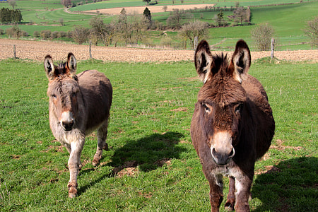 Donkey, Domestic Donkey thumbnail