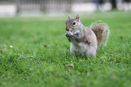 tilt shift lens photography of gray squirrel during daytime thumbnail