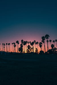 silhouette photography of coconut trees thumbnail