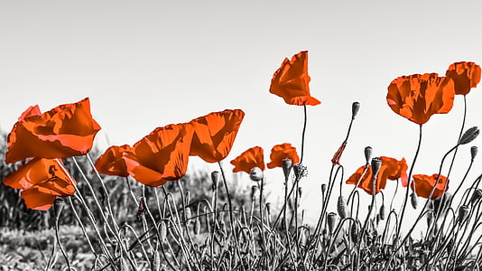 photo of orange petaled flowers thumbnail