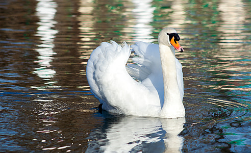 white swan swimming on body of water thumbnail