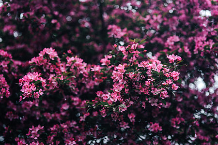 Lovely pink flowers blooming from the tree branches thumbnail