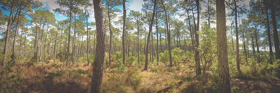 landscape, nature, summer, sun thumbnail