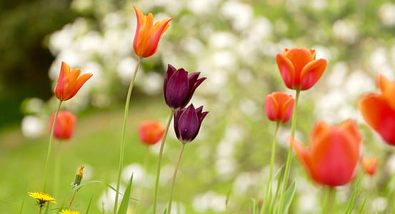 close-up photo of orange and purple flowers thumbnail