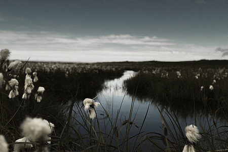 green field under gray skies thumbnail