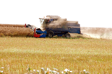 Rapsernte, Combine Harvester thumbnail