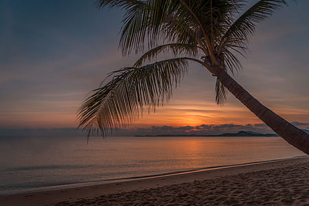 coconut tree near sea shore under golden hour thumbnail