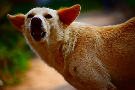 short-coat brown dog barking while standing up on groudn thumbnail
