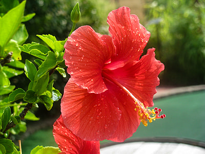 closeup photo hibiscus thumbnail