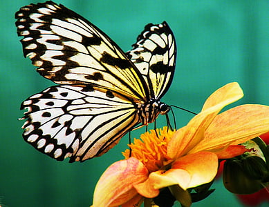 white and black butterfly thumbnail