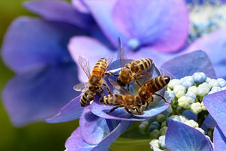 focused photo of black-and-brown wasps thumbnail