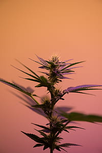 selective focus photography of green leaf plant thumbnail