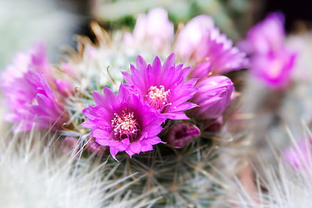 selective focus photo of pink and white petaled flowers thumbnail