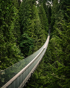 view of white bridge on forest during daytime thumbnail