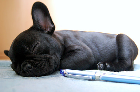 black puppy sleeping on gray surface thumbnail
