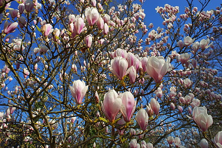 white and pink petal flowers thumbnail