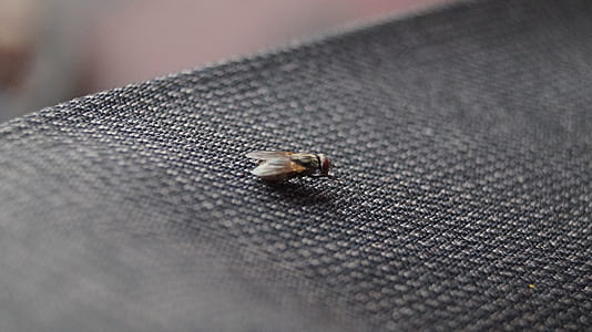 Common House Fly on Black Textile thumbnail