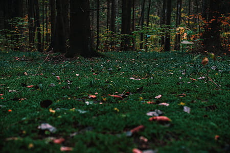 Landscape Photography of Trees thumbnail