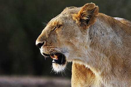 lioness in shallow focus shot thumbnail