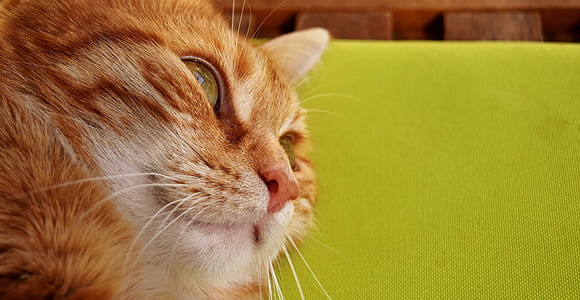 orange cat lying on green cloth thumbnail