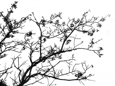 bare tree under white sky during daytime thumbnail
