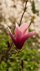 closeup photography of pink magnolia flower thumbnail