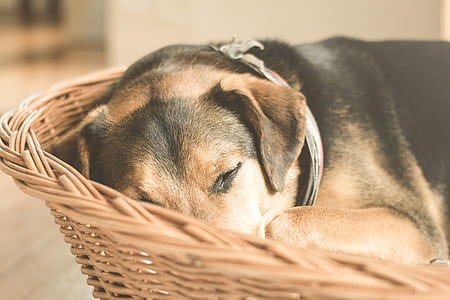 animal, dog, pet, cute thumbnail