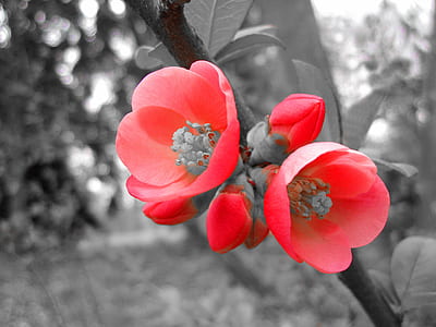 pink flower thumbnail