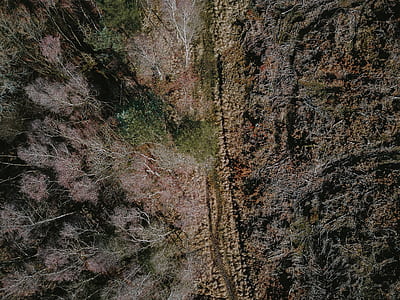areal photography of trees and roadway thumbnail